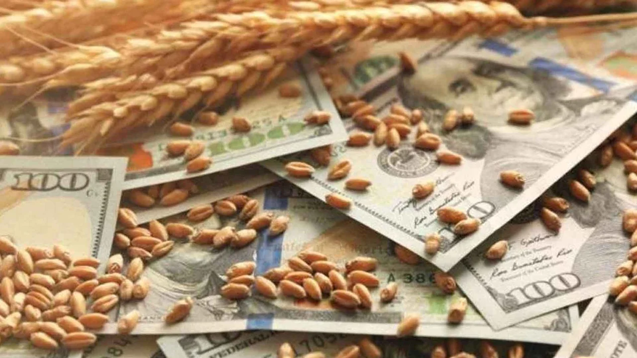 مستحقات القمح تواجه ضغوطات سعر الصرف وتنتظر التمويل في سوريا